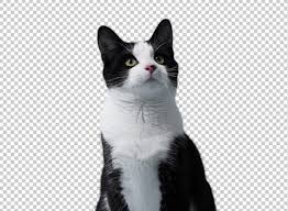 task image